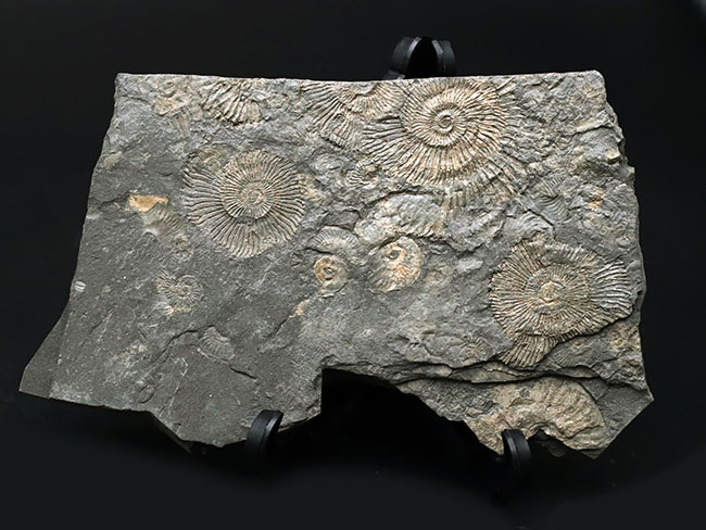 人気の黒ジュラ!ジュラ紀の示準化石、ダクチリオセラス(Dactylioceras)の群集化石。ドイツ・ホルツマーデン産(その5)