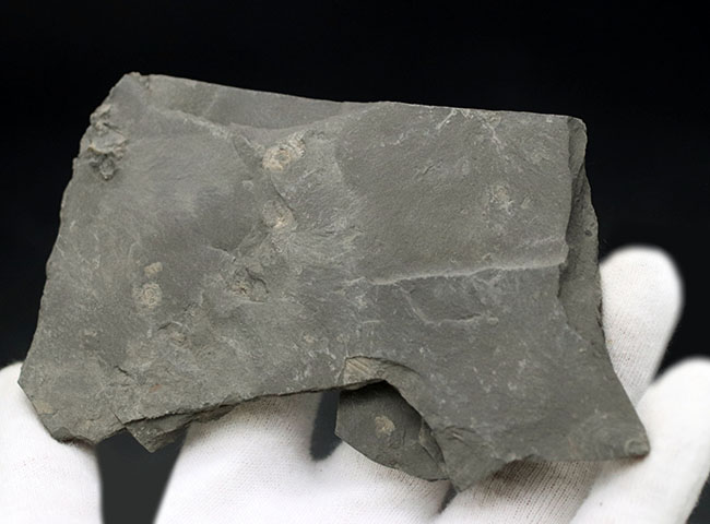 人気の黒ジュラ!ジュラ紀の示準化石、ダクチリオセラス(Dactylioceras)の群集化石。ドイツ・ホルツマーデン産(その6)
