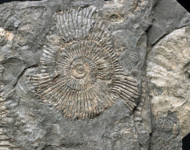 人気の黒ジュラ！ジュラ紀の示準化石、ダクチリオセラス（Dactylioceras）の群集化石。ドイツ・ホルツマーデン産（その7）