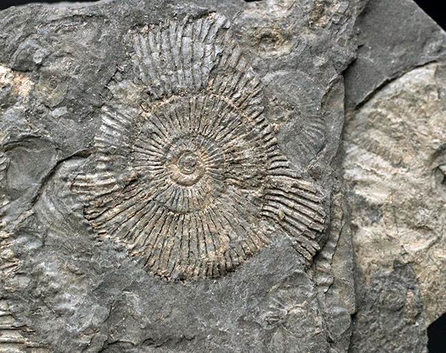 人気の黒ジュラ!ジュラ紀の示準化石、ダクチリオセラス(Dactylioceras)の群集化石。ドイツ・ホルツマーデン産(その7)