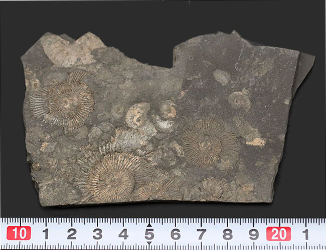 人気の黒ジュラ！ジュラ紀の示準化石、ダクチリオセラス（Dactylioceras）の群集化石。ドイツ・ホルツマーデン産（その9）