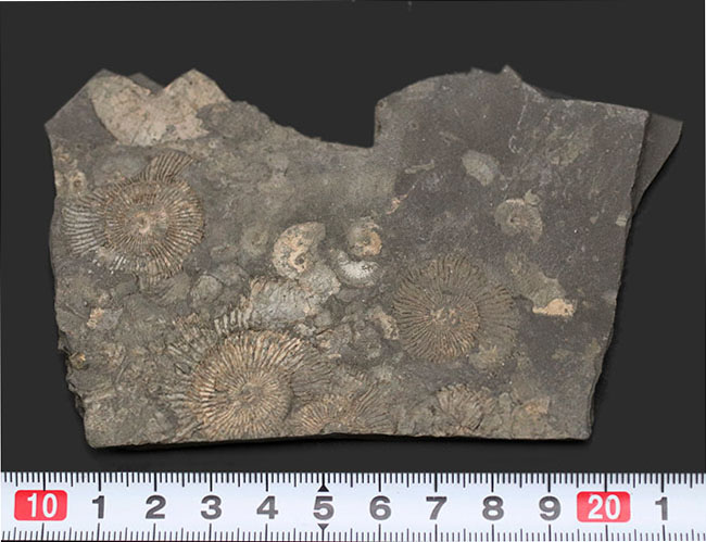 人気の黒ジュラ!ジュラ紀の示準化石、ダクチリオセラス(Dactylioceras)の群集化石。ドイツ・ホルツマーデン産(その9)