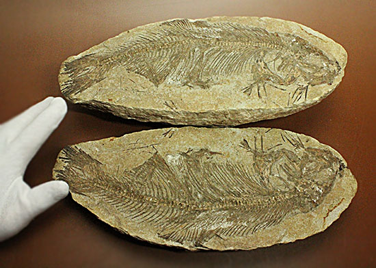 典型的ノジュール。形良し！ブラジル・セアラ州産の魚化石。（その1）