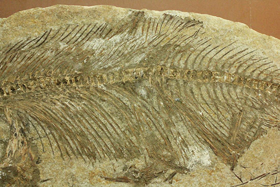 典型的ノジュール。形良し！ブラジル・セアラ州産の魚化石。（その10）