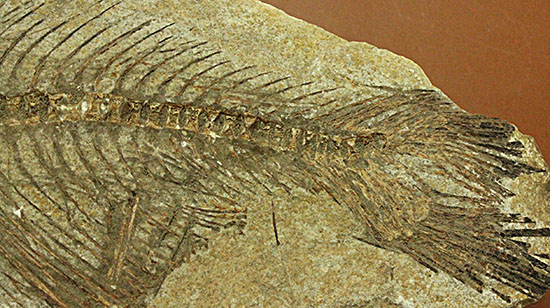 典型的ノジュール。形良し！ブラジル・セアラ州産の魚化石。（その12）