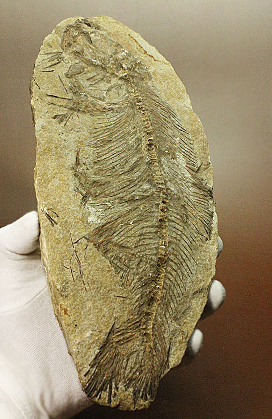 典型的ノジュール。形良し！ブラジル・セアラ州産の魚化石。（その13）