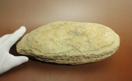 典型的ノジュール。形良し！ブラジル・セアラ州産の魚化石。（その14）