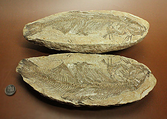 典型的ノジュール。形良し！ブラジル・セアラ州産の魚化石。（その15）