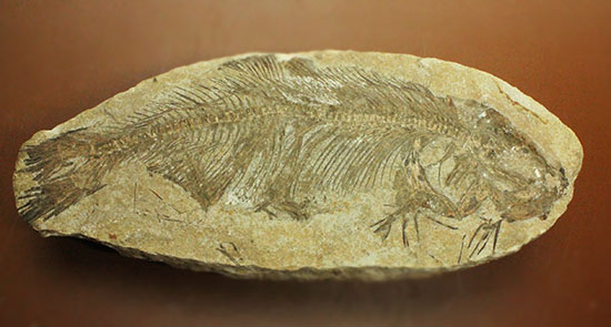 典型的ノジュール。形良し！ブラジル・セアラ州産の魚化石。（その2）