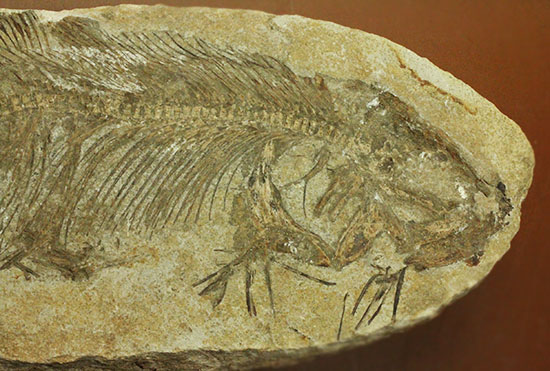 典型的ノジュール。形良し！ブラジル・セアラ州産の魚化石。（その3）