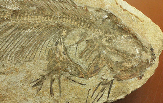典型的ノジュール。形良し！ブラジル・セアラ州産の魚化石。（その4）