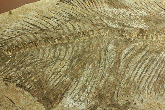 典型的ノジュール。形良し！ブラジル・セアラ州産の魚化石。（その5）
