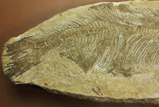 典型的ノジュール。形良し！ブラジル・セアラ州産の魚化石。（その6）