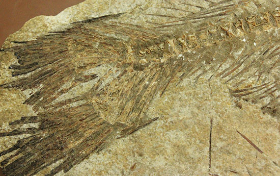 典型的ノジュール。形良し！ブラジル・セアラ州産の魚化石。（その7）