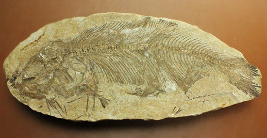 典型的ノジュール。形良し！ブラジル・セアラ州産の魚化石。（その8）