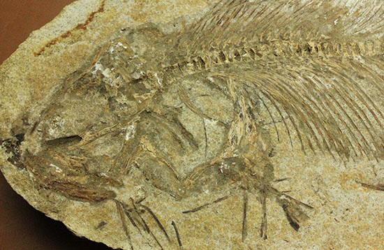 典型的ノジュール。形良し！ブラジル・セアラ州産の魚化石。（その9）