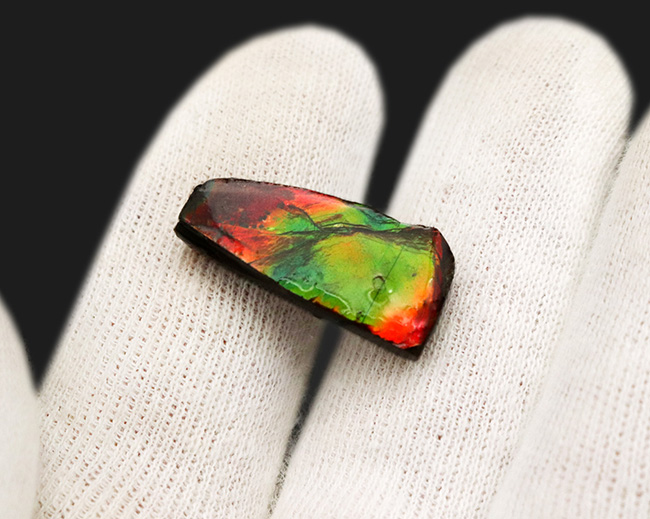 小サイズながらのその輝きは一級!カナダ・アルバータ州が生んだ自然の宝石、アンモライト(Ammolite)のピース(その2)