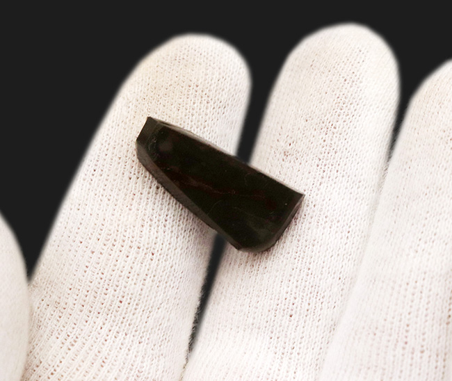 小サイズながらのその輝きは一級!カナダ・アルバータ州が生んだ自然の宝石、アンモライト(Ammolite)のピース(その3)