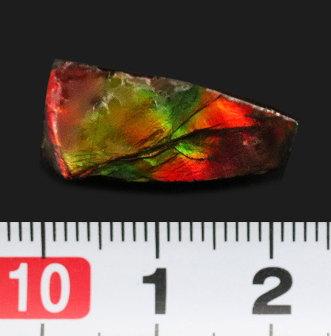 小サイズながらのその輝きは一級!カナダ・アルバータ州が生んだ自然の宝石、アンモライト(Ammolite)のピース(その5)