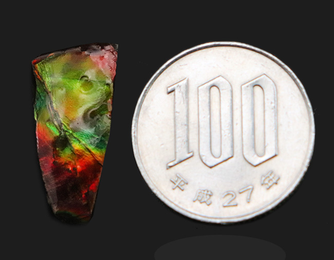 小サイズながらのその輝きは一級!カナダ・アルバータ州が生んだ自然の宝石、アンモライト(Ammolite)のピース(その6)