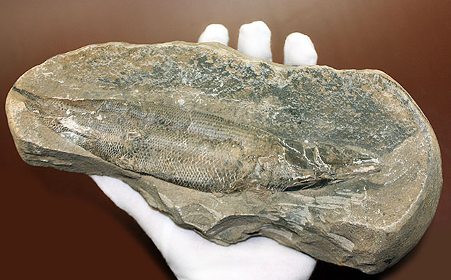 エビをエサにしていた絶滅古代魚ラコレピス。魚鱗の驚くべき保存状態にご注目!(その1)
