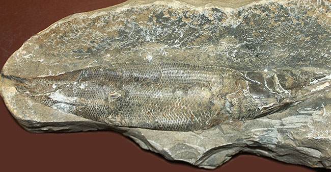 エビをエサにしていた絶滅古代魚ラコレピス。魚鱗の驚くべき保存状態にご注目!(その10)