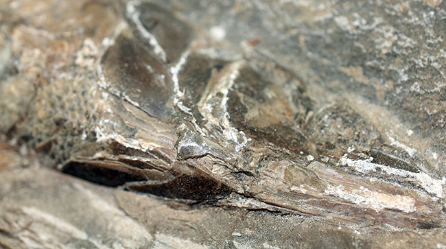 エビをエサにしていた絶滅古代魚ラコレピス。魚鱗の驚くべき保存状態にご注目!(その11)