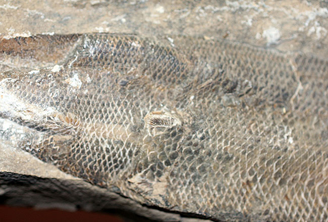 エビをエサにしていた絶滅古代魚ラコレピス。魚鱗の驚くべき保存状態にご注目!(その12)