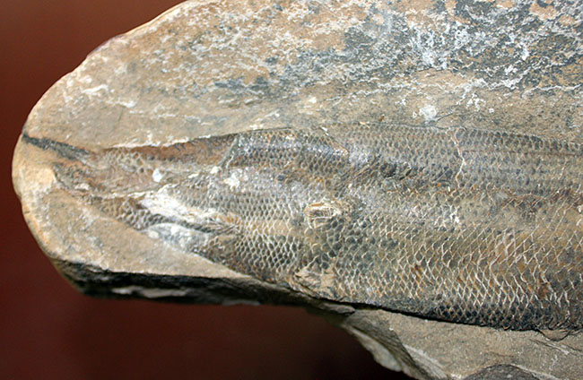 エビをエサにしていた絶滅古代魚ラコレピス。魚鱗の驚くべき保存状態にご注目！（その13）