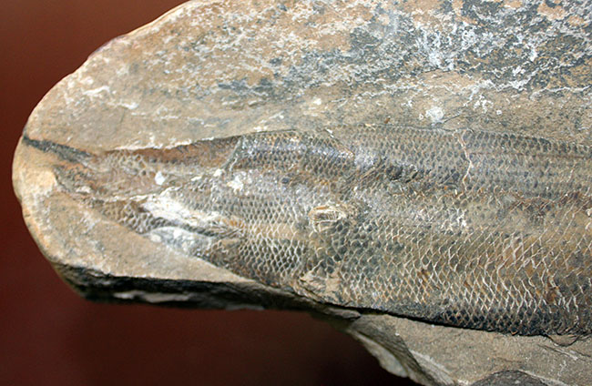 エビをエサにしていた絶滅古代魚ラコレピス。魚鱗の驚くべき保存状態にご注目!(その13)