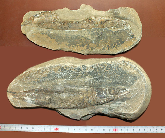 エビをエサにしていた絶滅古代魚ラコレピス。魚鱗の驚くべき保存状態にご注目!(その14)
