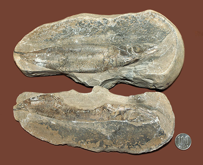 エビをエサにしていた絶滅古代魚ラコレピス。魚鱗の驚くべき保存状態にご注目！（その15）