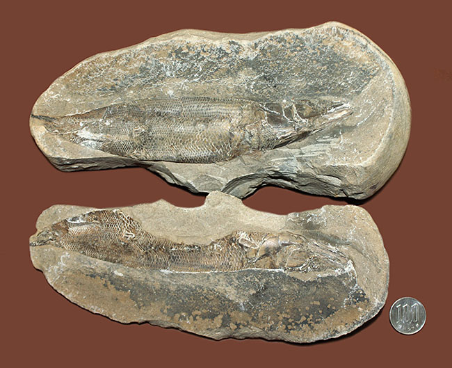 エビをエサにしていた絶滅古代魚ラコレピス。魚鱗の驚くべき保存状態にご注目!(その15)