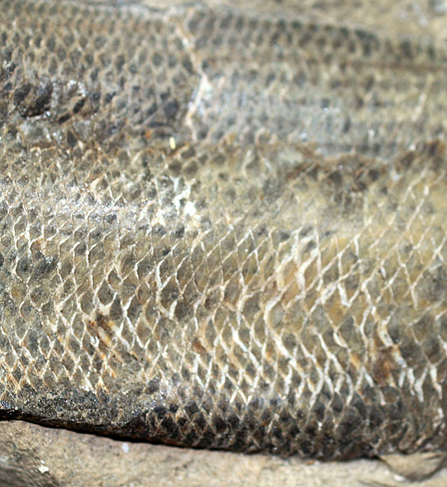 エビをエサにしていた絶滅古代魚ラコレピス。魚鱗の驚くべき保存状態にご注目！（その2）