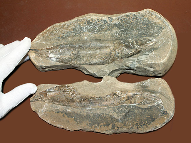 エビをエサにしていた絶滅古代魚ラコレピス。魚鱗の驚くべき保存状態にご注目!(その3)