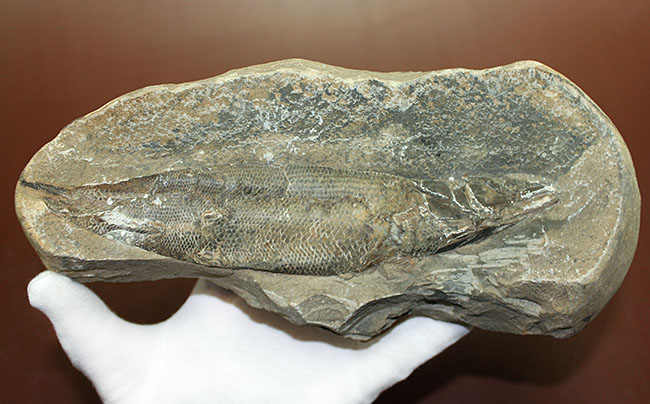 エビをエサにしていた絶滅古代魚ラコレピス。魚鱗の驚くべき保存状態に