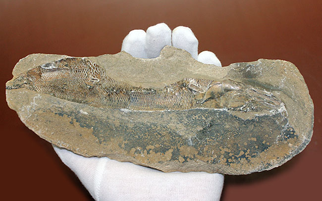 エビをエサにしていた絶滅古代魚ラコレピス。魚鱗の驚くべき保存状態にご注目!(その5)