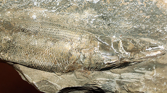 エビをエサにしていた絶滅古代魚ラコレピス。魚鱗の驚くべき保存状態にご注目！（その6）