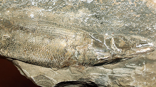 エビをエサにしていた絶滅古代魚ラコレピス。魚鱗の驚くべき保存状態にご注目!(その6)