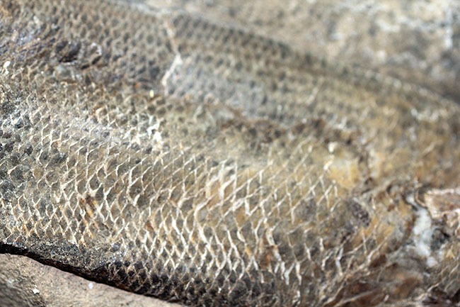 エビをエサにしていた絶滅古代魚ラコレピス。魚鱗の驚くべき保存状態にご注目!(その7)