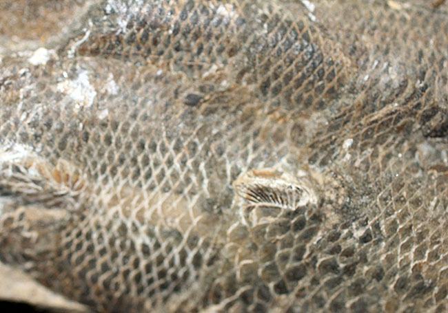 エビをエサにしていた絶滅古代魚ラコレピス。魚鱗の驚くべき保存状態にご注目！（その8）