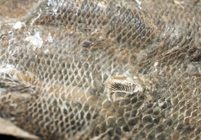 エビをエサにしていた絶滅古代魚ラコレピス。魚鱗の驚くべき保存状態にご注目!(その8)