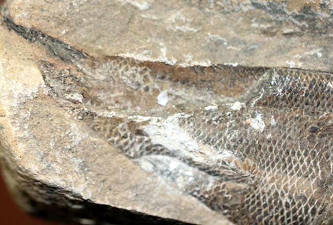 エビをエサにしていた絶滅古代魚ラコレピス。魚鱗の驚くべき保存状態にご注目!(その9)