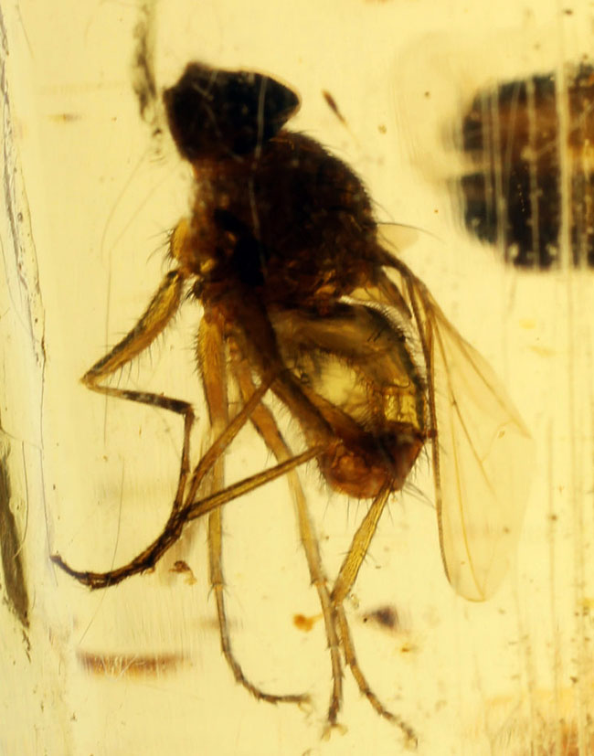 7ミリもある大きな虫をはじめとして20匹以上の虫が内包されたマダガスカル産のコーパル(その1)