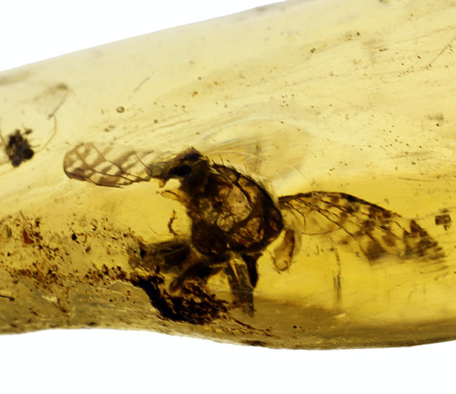7ミリもある大きな虫をはじめとして20匹以上の虫が内包されたマダガスカル産のコーパル(その10)