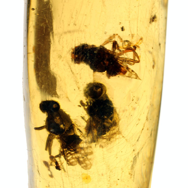 7ミリもある大きな虫をはじめとして20匹以上の虫が内包されたマダガスカル産のコーパル(その11)
