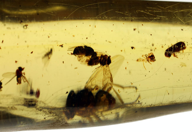 7ミリもある大きな虫をはじめとして20匹以上の虫が内包されたマダガスカル産のコーパル(その14)