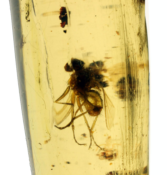 7ミリもある大きな虫をはじめとして20匹以上の虫が内包されたマダガスカル産のコーパル(その15)