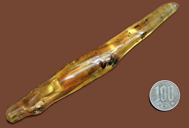 7ミリもある大きな虫をはじめとして20匹以上の虫が内包されたマダガスカル産のコーパル(その16)