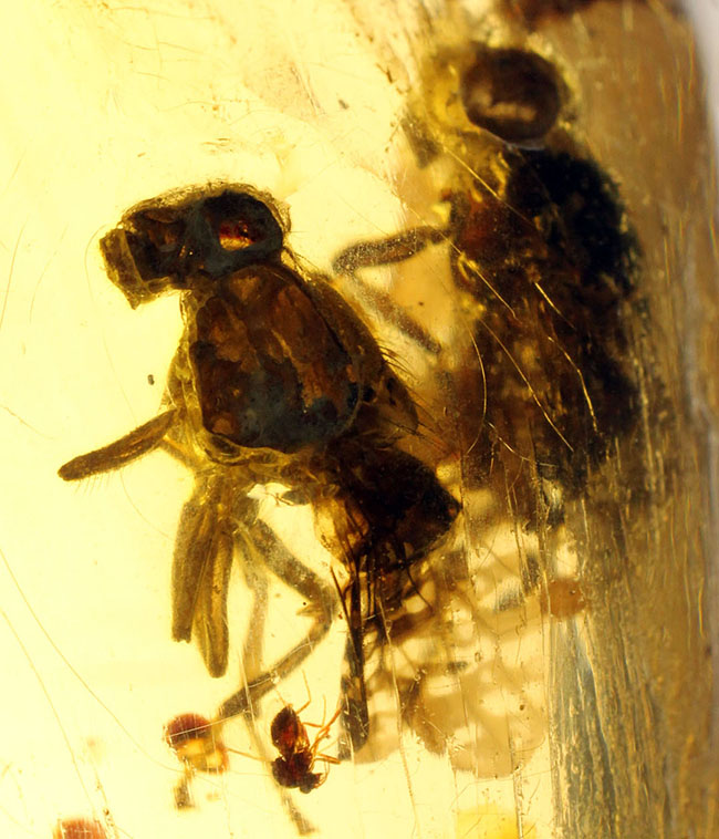 7ミリもある大きな虫をはじめとして20匹以上の虫が内包されたマダガスカル産のコーパル(その4)